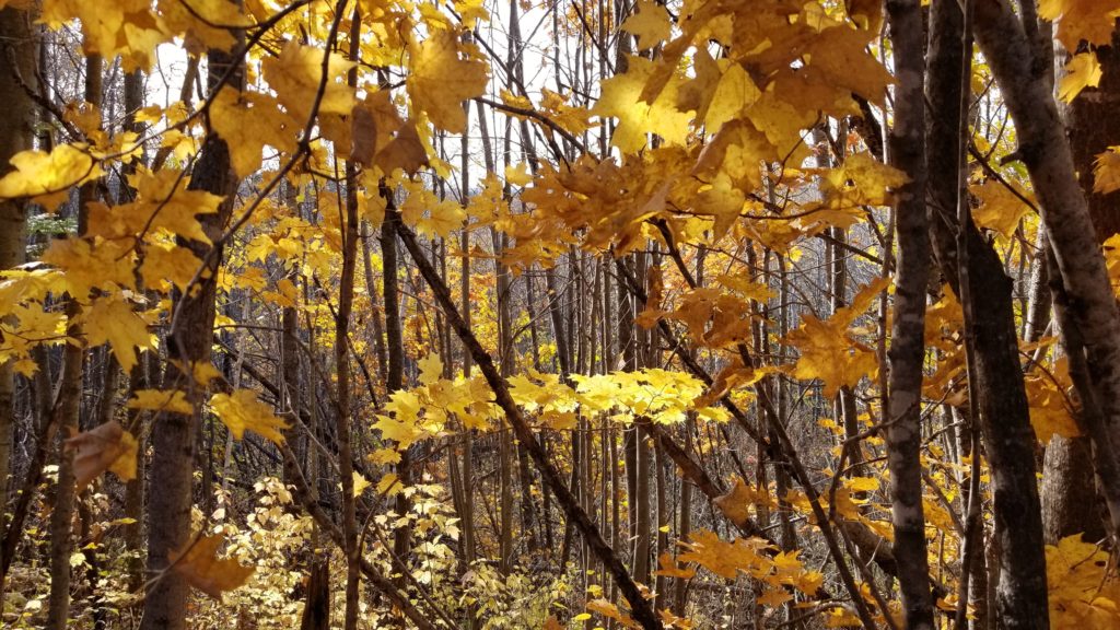 November in Wisconsin forests is often colorful. Wodded trails with golden and yellow leaves everywhere.